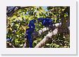 05-027 * Hyacinth Macaws * Hyacinth Macaws